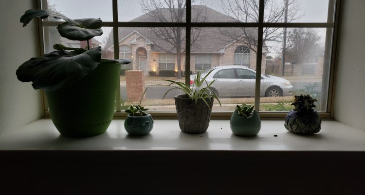 Giving Love to My Indoor Plants