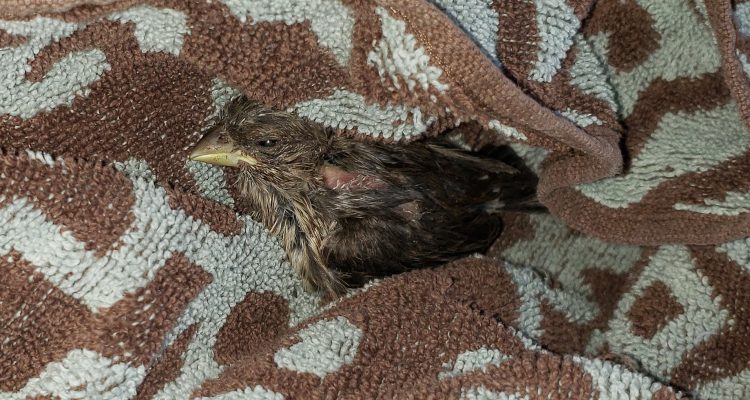 What Happened When We Found A Baby Bird (And What You Can Do)